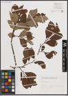 Foto von Salix caprea L.